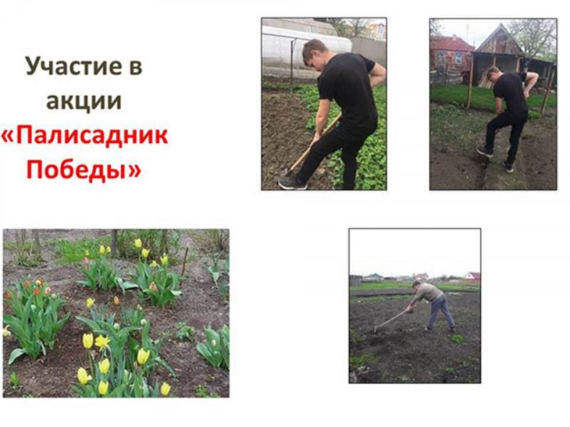 Участие в акции «Палисадник Победы»