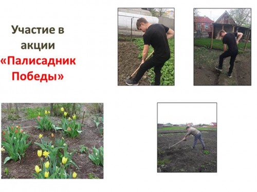 Участие в акции «Палисадник Победы»